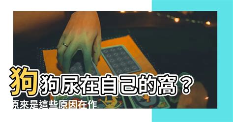 狗狗尿在自己的窩